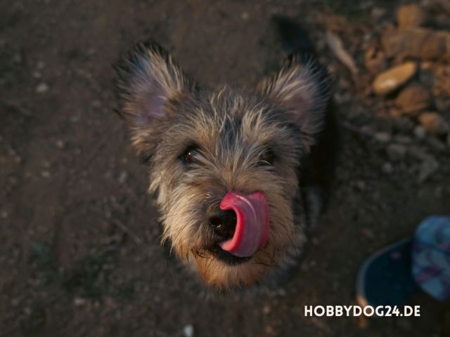 Warum lecken Hunde ihre Pfoten?