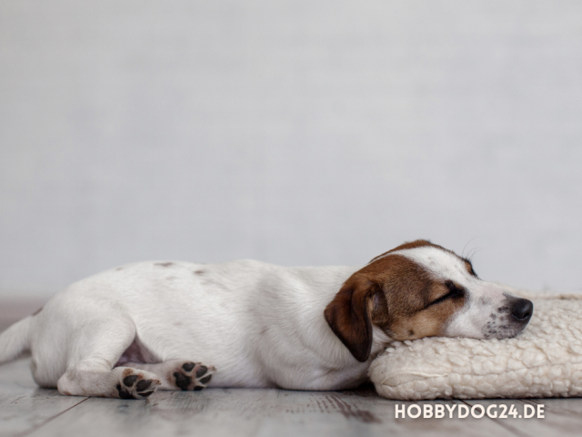 Wie wählt man ein Hundebett aus?