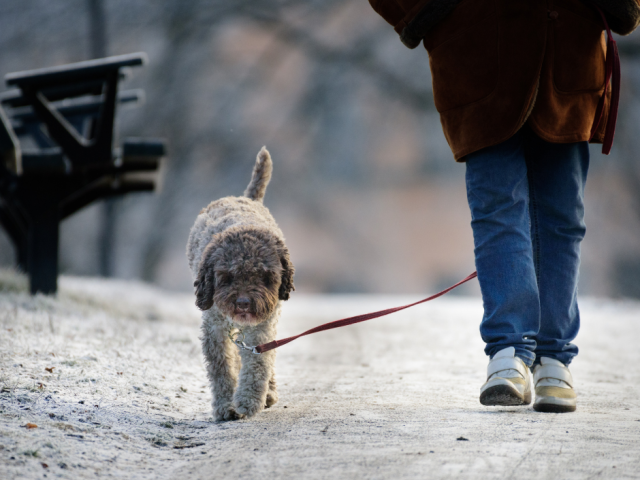 Hund im Winter – wie man Frost trotzt und Spaziergänge weiterhin genießt