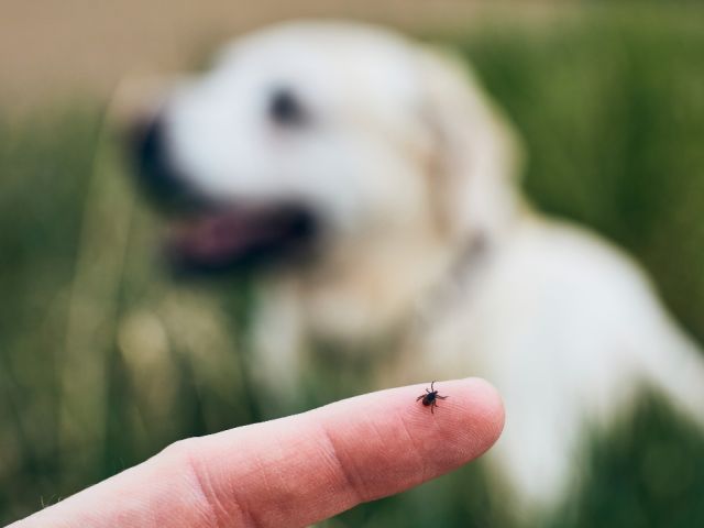 Zecken beim Hund – der Frühling kommt, und mit ihm kleine, ungebetene Passagiere