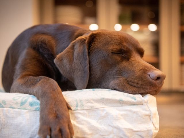 Warum ein orthopädisches Hundebett die beste Wahl für Ihren Hund ist?